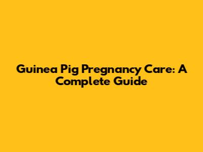 Guinea Pig Pregnancy Care: A Complete Guide