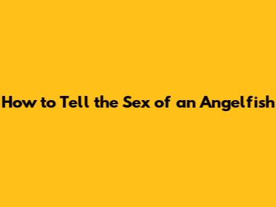 How to Tell the Sex of an Angelfish