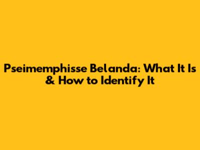 Pseimemphisse Belanda: What It Is & How to Identify It