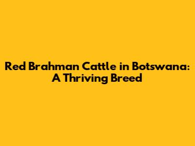 Red Brahman Cattle in Botswana: A Thriving Breed