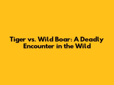 Tiger vs. Wild Boar: A Deadly Encounter in the Wild